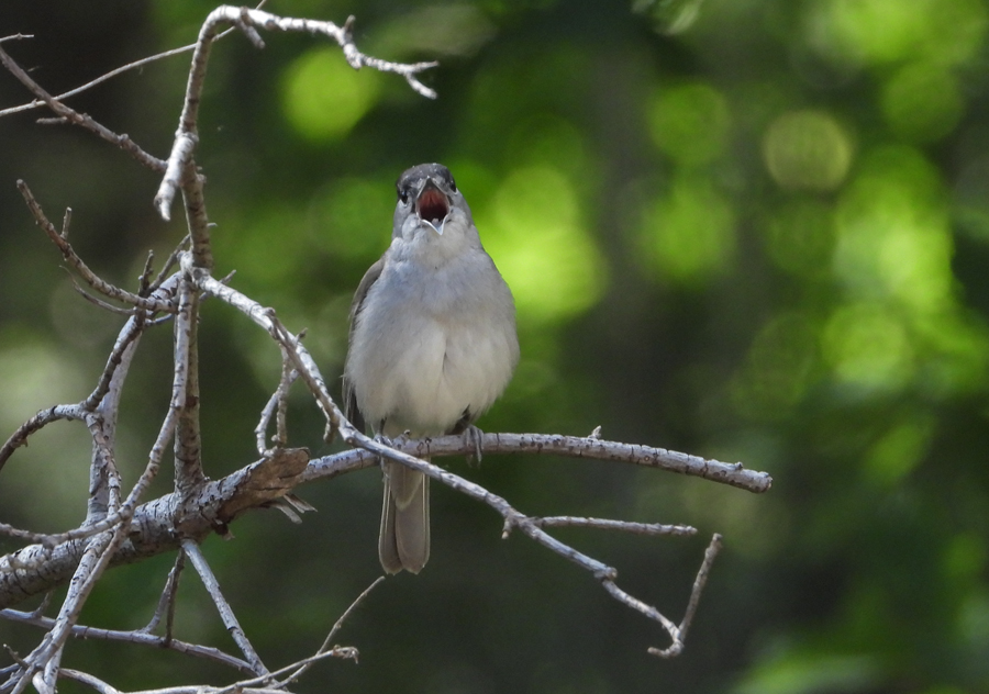 Sylvia atricapilla Blackcap Zwartkop